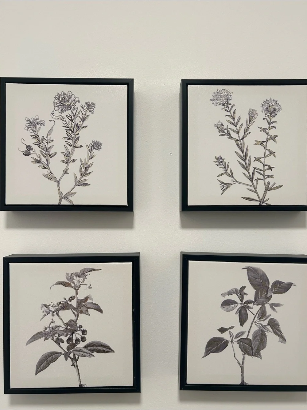 Botanical Wall Art Set - Black Frame, canvas Prints